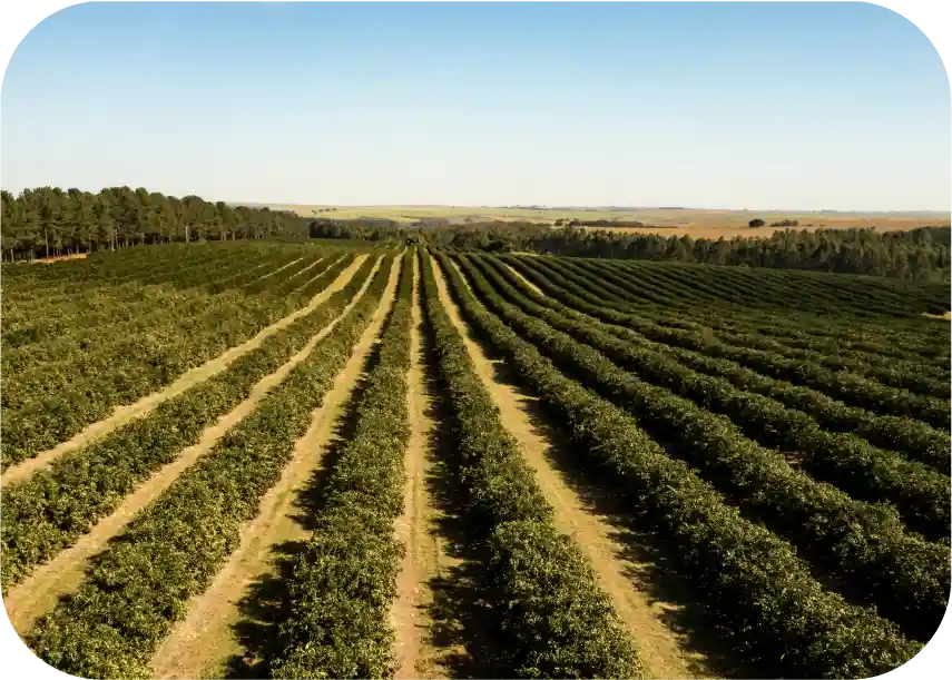 clientes _3- AGTech